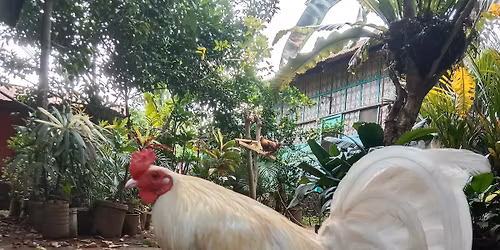 manok panabong 