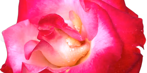 45th Annual Rose Show: Roses of the North Bay