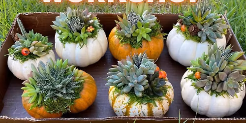 Succulent Pumpkin Workshop w\/ Miriam's Sassy Succulents