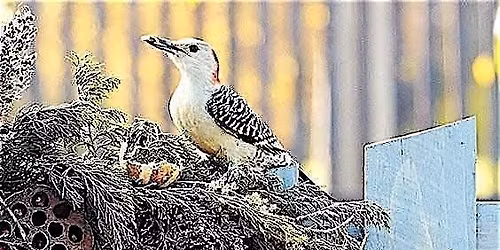 Rewilding Ritual Evening ~ Yule Bird Feeder Wreath