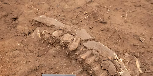 TALK: Early Iron Age animal resources and trade in the Kruger National Park