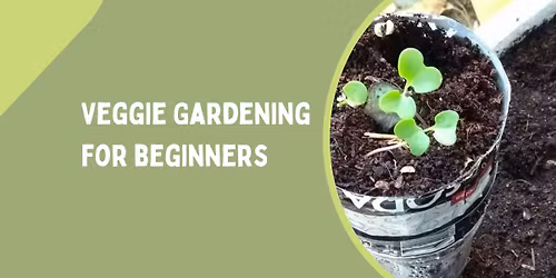Veggie Gardening for Beginners