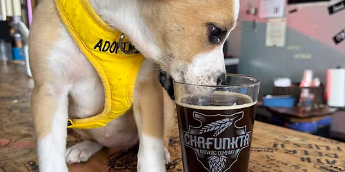 NHS Triva at Chafunkta Brewing