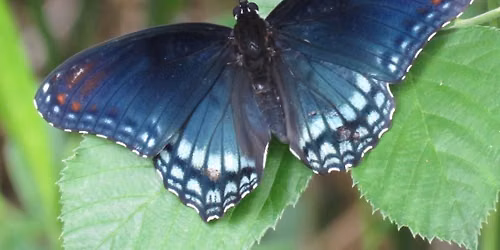 Nature Discovery Butterfly Walk