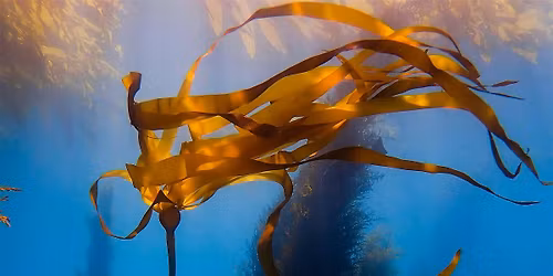 Sequoias of the Sea Film Screening