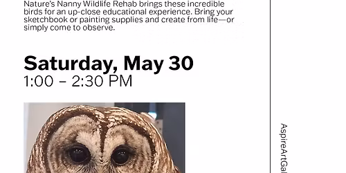 Meet Live Owls at Aspire Art Gallery
