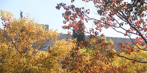 \u00ab\u0418\u0435\u0440\u0443\u0441\u0430\u043b\u0438\u043c. \u041a\u0440\u044b\u0448\u0438 \u0438 \u0443\u043b\u043e\u0447\u043a\u0438 \u043e\u0441\u0435\u043d\u0438\u00bb \ud83c\udfe1