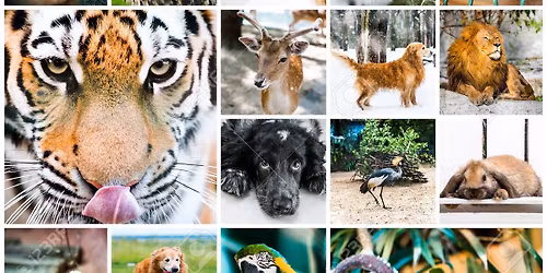 Formation MAGNETISME ANIMAUX ET COM ANIMALE 21 F\u00e9vrier 2026 \u00e0 CHENY 89 (Reste 3 places)