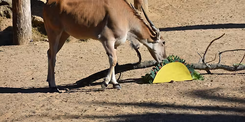 Carnivores, Herbivores, Omnivores, and Me
