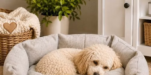 bitsy bear doggie beds