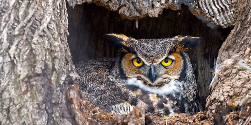 Girl Scout Badge Activity: Animal Habitats