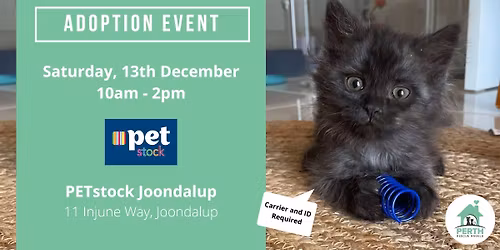 Cat & Kitten Adoption Day at PETstock Joondalup | 13th December