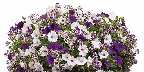 Patio Planter Workshop