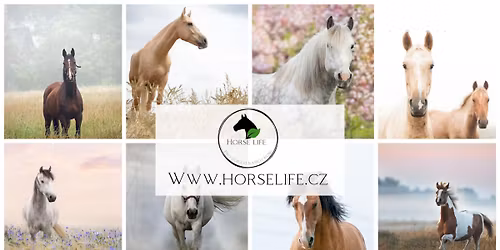 Workshop Welfare kon\u00ed + z\u00e1klady budov\u00e1n\u00ed PADDOCK PARADISE