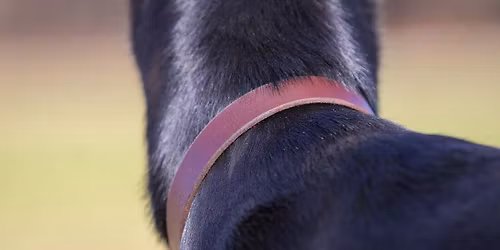 HALF PRICE!!! Leather Dog Collar Workshop