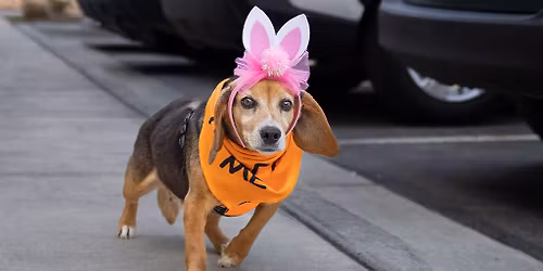 Triangle Beagle Rescue Adopt a Thon at Rosecomb in Cary