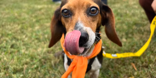 Triangle Beagle Rescue Adopt a Thon at Rosecomb in Cary