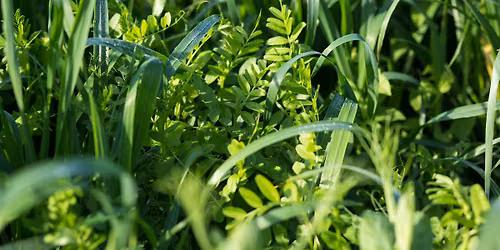 Planting Cover Crops in Your Garden at Division