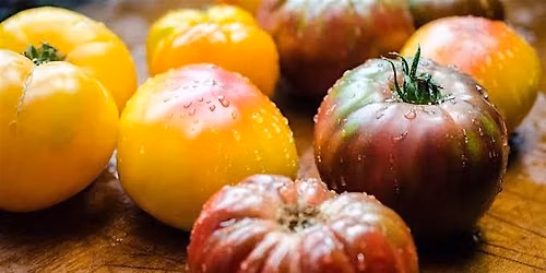 Tomato Time!!