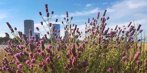 Indigenous Plant Uses
