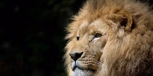 The Lion's Roar Foundation Weekend (8-9 November 2025)