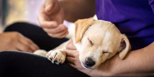 Rescue Puppy Yoga - Highland Yoga