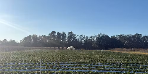 Blueberry festival on the farm