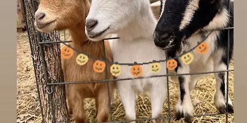 Goat Yoga Nashville- Harry Potter\/All Hallows Eve Class