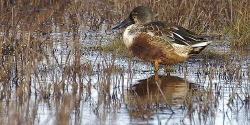 Guided Walk: Winter Birds