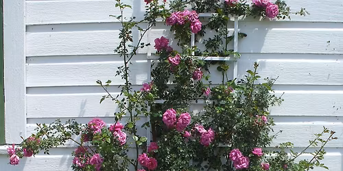 Spring Rose Care - Pruning and Fertilizing