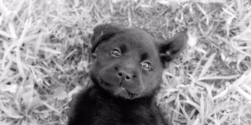 AmericanK9's *ADULTS ONLY* Sip & Snuggle