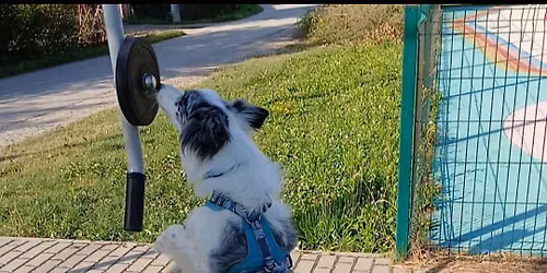 Miejskie treningowe zawody nosework pod Krakowem