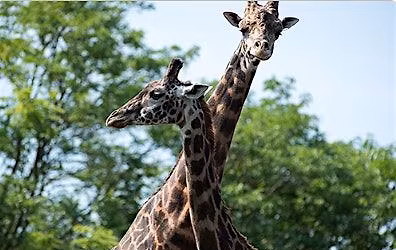 Wild Investigations (Grades 3-6)