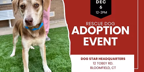 Adopt a Rescue Dog in Bloomfield CT