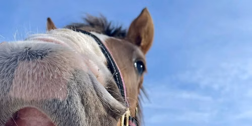 Still Breathing Equine First Annual Fundraiser