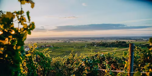 World of Wine Tasting: Alsace