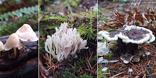 November Mushroom Hike