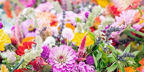 Summer Flower Evening