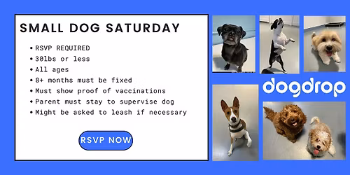 Small Dog Saturday at Dogdrop - Flagler Village