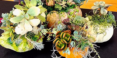 Make a Holiday Succulent-Pumpkin Arrangement