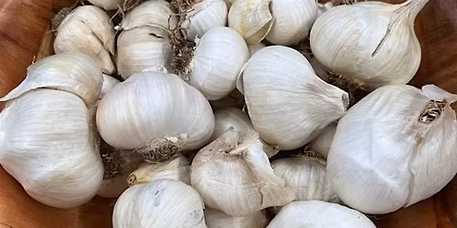 Central Florida Softneck Garlic Growing Class