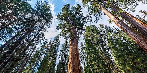 Tall Tall Trees