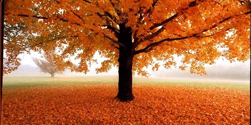 Qi Gong & Tai Chi Classes in November