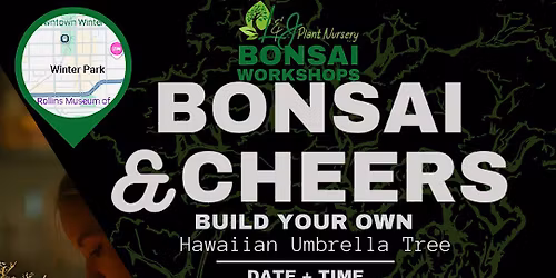 Bonsai & Cheers -Forward\/Slash - L&J Nursery - Umbrella Tree