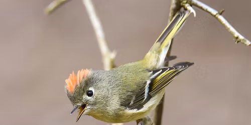 Thanksgiving Mindful Birding