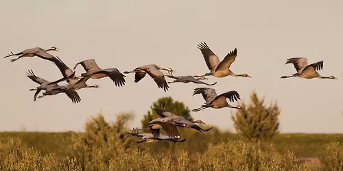 Vogelbeobachtung am Lac du Der