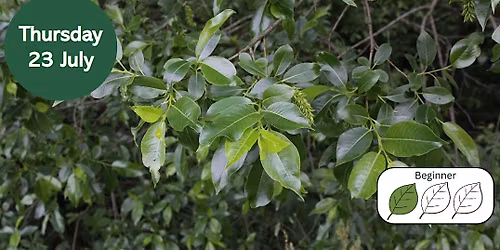 Willows for Beginners