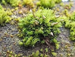 Woodland Mosses for Beginners