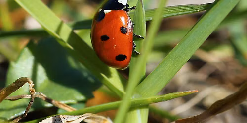 Découverte de la biodiversité de Toulon