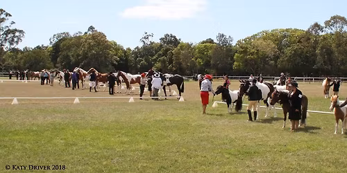 Qld Pinto Horse Assoc Queensland Pinto State Championship Show 2026